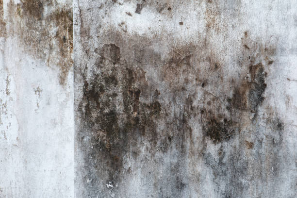 Mold Documentation for Insurance Claims in Bent Creek, NC